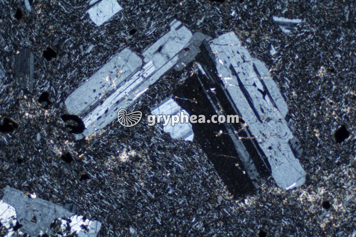 Trachyte LPA x10 - gryphea.com